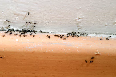 Ant Control Pascoe Vale