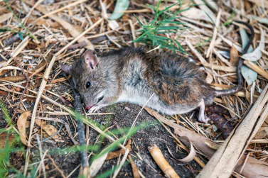 Dead Animal Removal Pascoe Vale