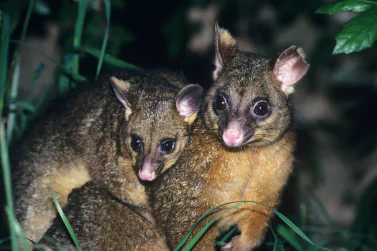 Possum Removal Pascoe Vale