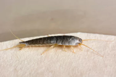 Silverfish Control Pascoe Vale