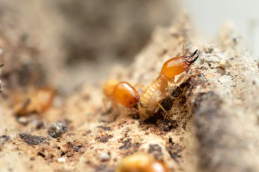 Termite Control Pascoe Vale